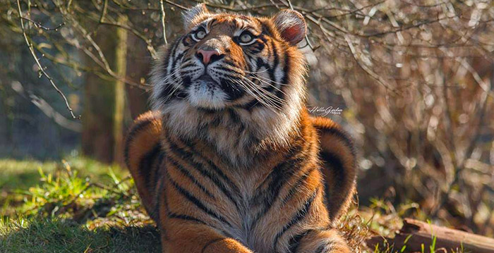Misstanden in Britse dierentuin: vijfhonderd dieren overleden