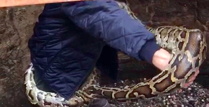 Enorme wurgslang aangetroffen in wensput Efteling