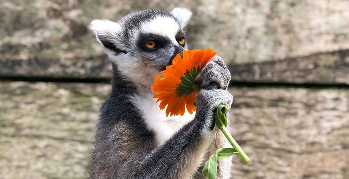 Dierenpark Wildlands Emmen krijgt uitstel van betaling