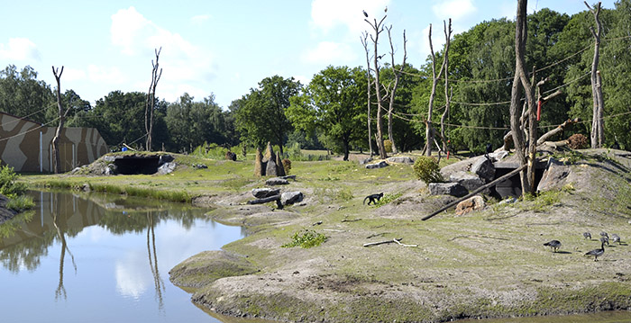 Safaripark Beekse Bergen opent vernieuwd gorilla-eiland en entreeplein