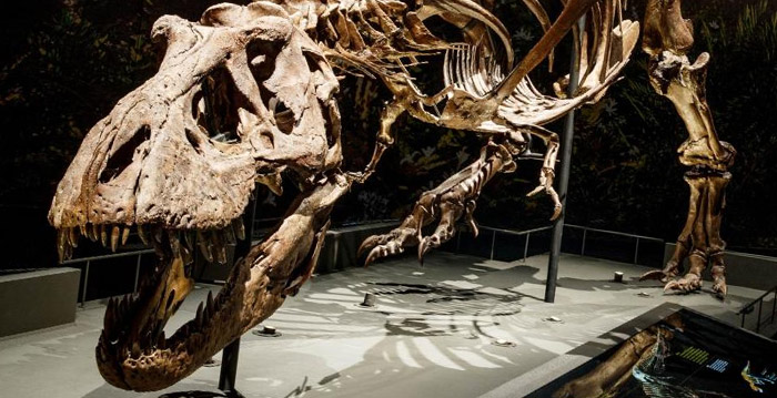 Naturalis kan nieuwe dinosaurus-simulator niet openen: 'Afstand houden is ondoenlijk'