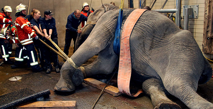 Brandweer helpt olifant van 3,5 ton overeind