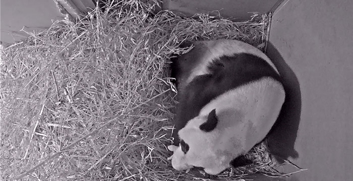 Eindelijk reuzenpanda geboren in Ouwehands Dierenpark