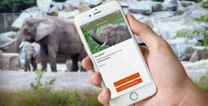 Nieuwe app Safaripark Beekse Bergen herkent dieren