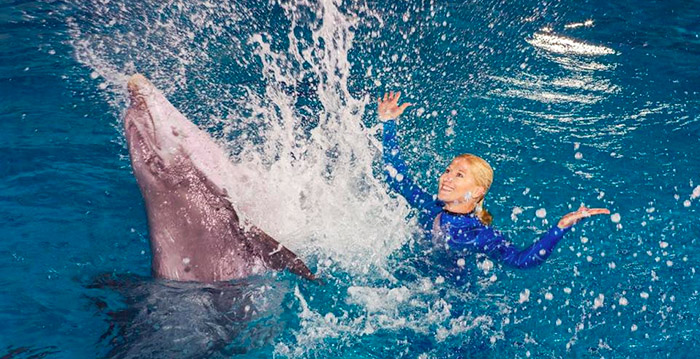Dolfinarium ontkent beschuldigingen van tv-programma Rambam: 'We zijn diep geraakt'