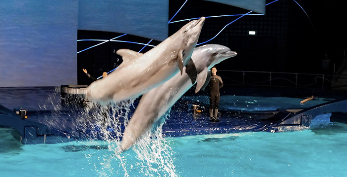 Steeds meer politieke druk op Dolfinarium: 'Intrekken vergunning niet uitgesloten'