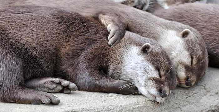 Wildlands laat bezoekers dieren adopteren