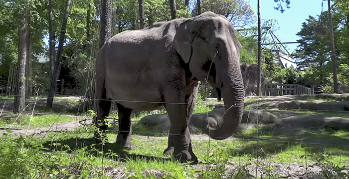 Dierenverzorger Burgers' Zoo vertelt: hoe laat je een olifant inslapen?