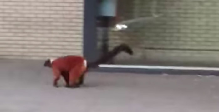 Halfaap ontsnapt uit dierentuin Artis: 'Ik moest vol op de rem'