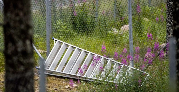 Bruine beer doodt verzorger in dierenpark