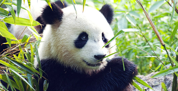 Voorlopig geen panda's in Ouwehands Dierenpark