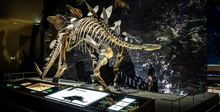 Natuurmuseum Naturalis is weer open, maar nog zonder nieuwe attractie
