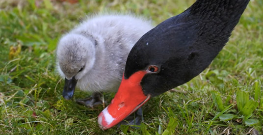 Aandacht wordt beroemde Efteling-zwanen te veel: 'Naar rustige plek gebracht'