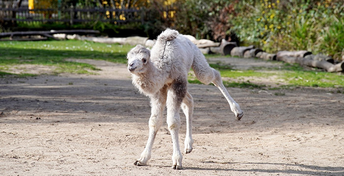 Dierentuinen gaan weer open in Duitse grensregio's