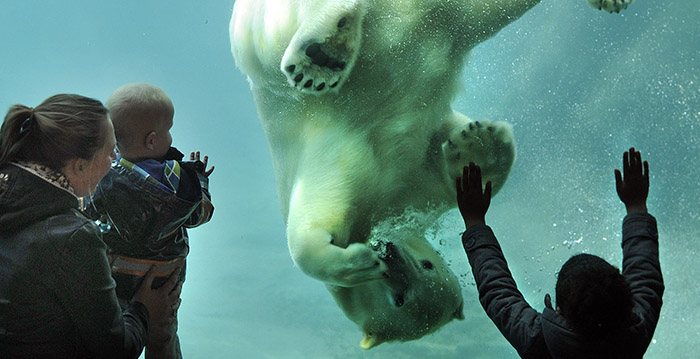 Ontwerper vertelt: waarom heeft Burgers' Zoo geen poolgebied?