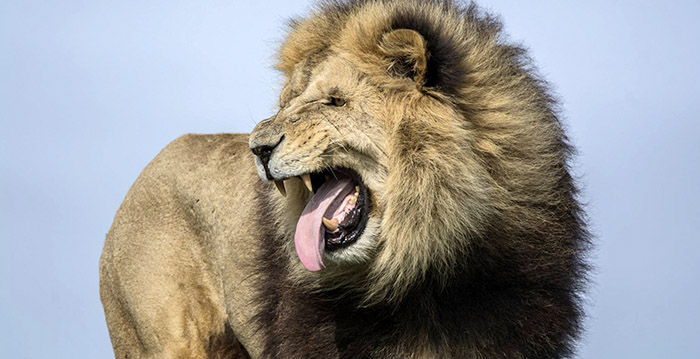 Marketingexpert: 'Achtbaan in dierenpark Wildlands is stupide'