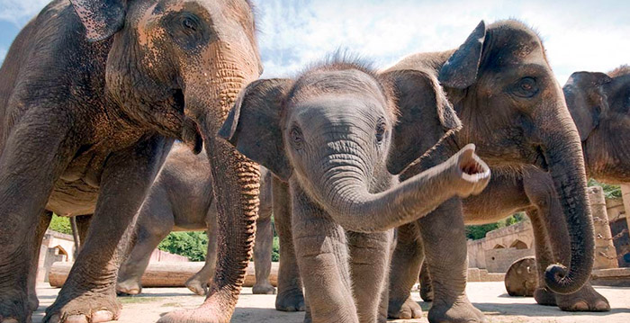 Duitse dierentuin wil geen sorry zeggen voor mishandelen olifantjes
