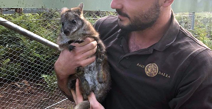 Populairste dierentuin van de Benelux zet tientallen medewerkers op straat
