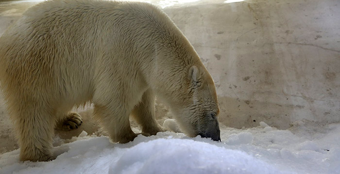 Belgische dierentuin legt uit: hoe houd je ijsberen koel bij 37 graden?