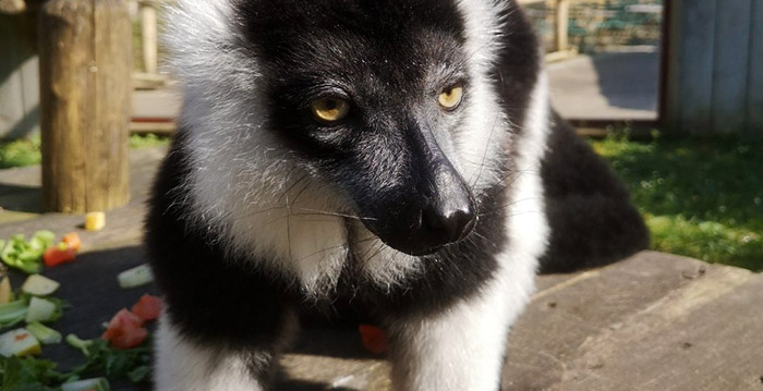 Stagiaire onwel bij schoonmaken apenverblijf in dierentuin