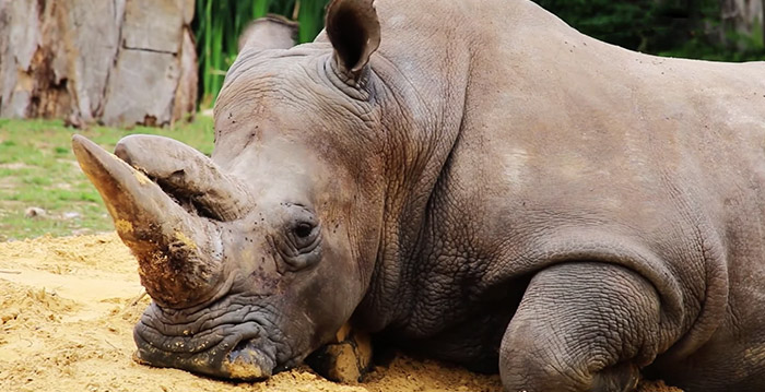 Gruwelijk: neushoorn doodgeschoten in dierentuin