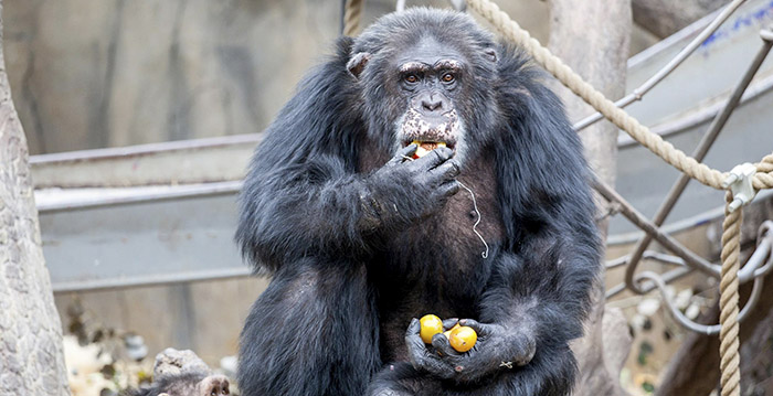 Dierentuinbezoeker gooit drugs in apenverblijf: chimpansee krijgt psychose