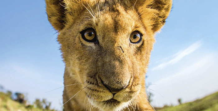 Pretparkbezoekers oog in oog met wilde dieren dankzij virtual reality