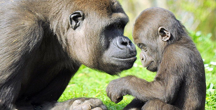 GaiaZOO weer open op 1 juni: 'Belangrijke dag'