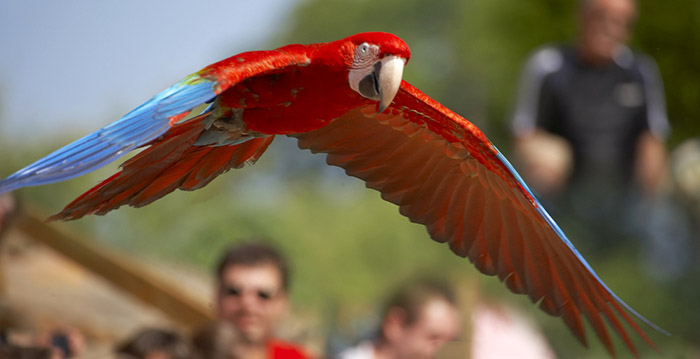 Gevangenisstraffen voor vogeldieven Avifauna