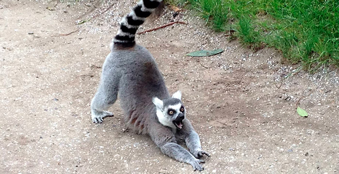 Oeps: Brabantse dierentuin is brutale ringstaartmaki kwijt