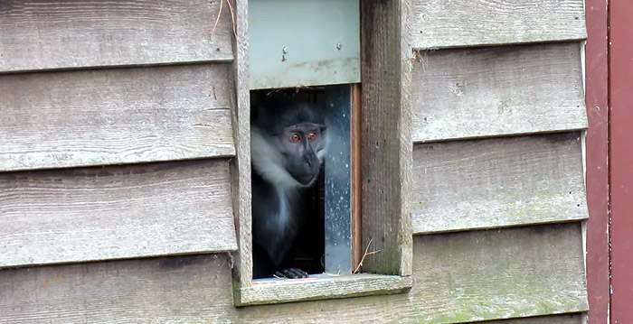 Video: nieuwe diersoort in Safaripark Beekse Bergen