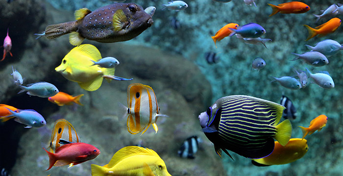 Dierentuin Artis krijgt 2,3 miljoen euro voor restauratie aquarium