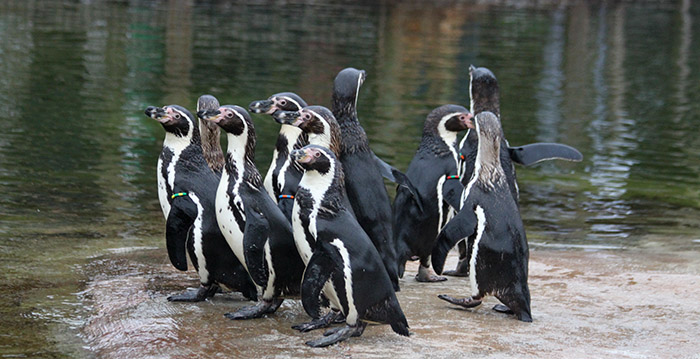 Brabants dierenpark opent verblijf met tientallen pinguïns