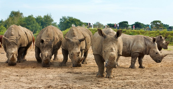 Safaripark Beekse Bergen overweegt maatregelen na brute neushoornmoord