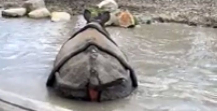 Video: neushoorn laat enorme scheet naast etende bezoekers