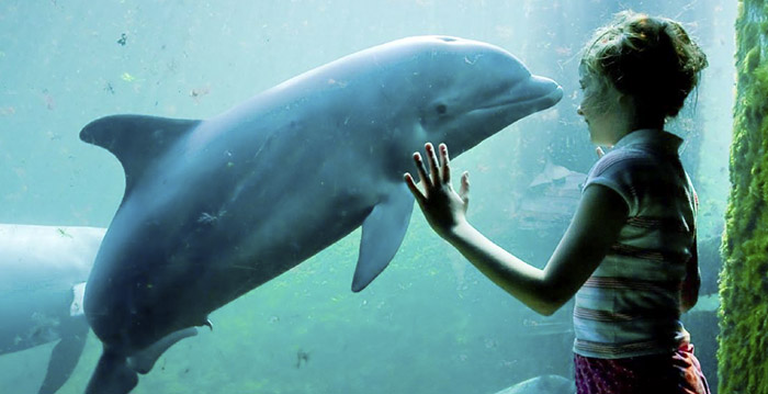 Dierenactivisten: 'Stop met schoolreisjes naar Dolfinarium'