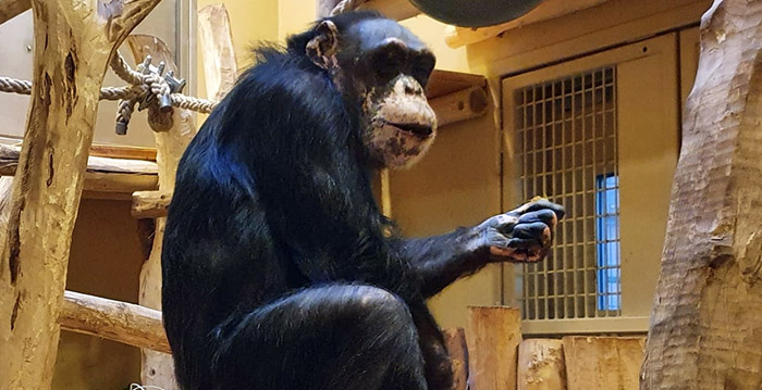 Chimpansees in Duitse dierentuin kunnen al een jaar niet naar buiten
