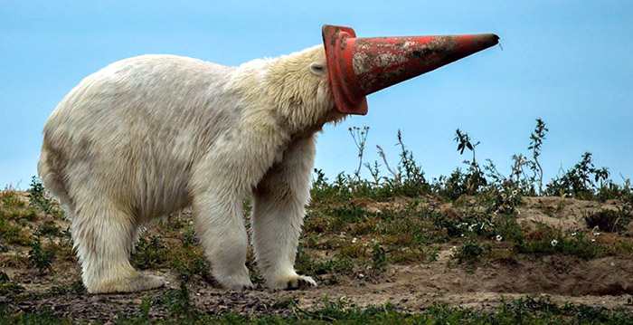 Nederlandse dierentuinen nemen maatregelen vanwege storm