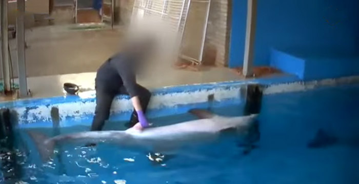 Aangifte tegen Dolfinarium Harderwijk wegens dolfijnrukken