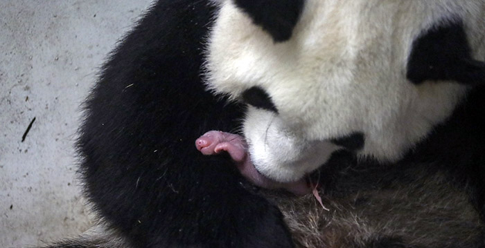 Belgische dierentuin in de wolken: twee reuzenpanda's geboren
