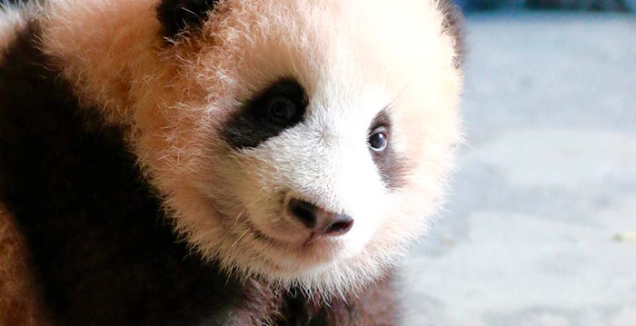 'Panda's in dierentuin zijn geen garantie voor succes'