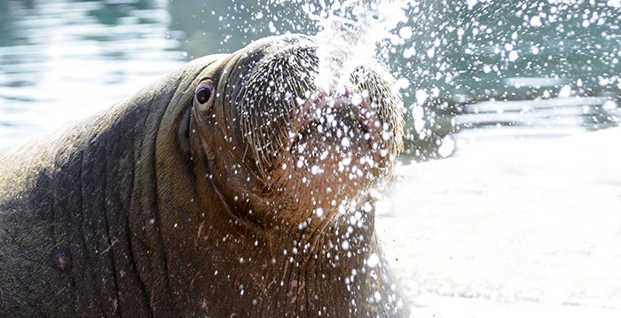 Kort bezoek aan het Dolfinarium? Betaal per minuut
