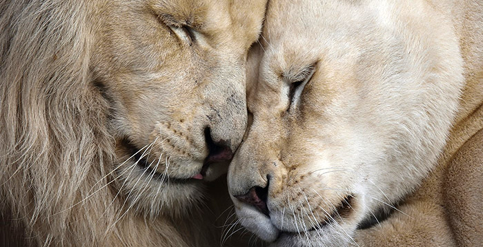 Gesloten dierentuin in België mag weer open