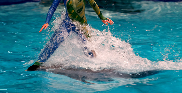 Trainers Dolfinarium staan niet meer op dolfijnen