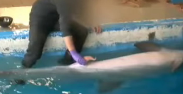 Openbaar Ministerie: dolfijnrukker in Dolfinarium Harderwijk niet strafbaar
