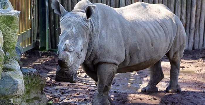 Belgische dierentuin verwijdert hoorns om neushoorns te beschermen