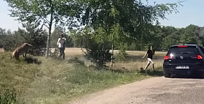 Beekse Bergen is wereldnieuws door cheetafilmpje: 'Nog nooit zoiets meegemaakt'