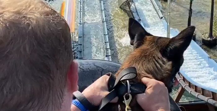 Video: politiehonden maken ritjes in attracties Drievliet