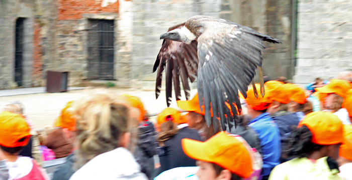 Roofvogel verwondt jongetje (7) in Belgisch dierenpark