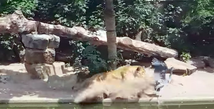 Video: leeuw grijpt reiger in Artis